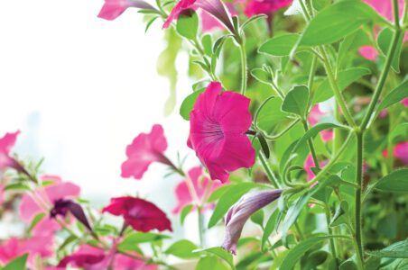 Pinching, Deadheading, and Pruning Image